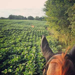 Friendly deer on a trail ride